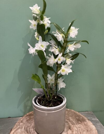 Orchidée Dendrobium