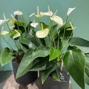 Anthurium